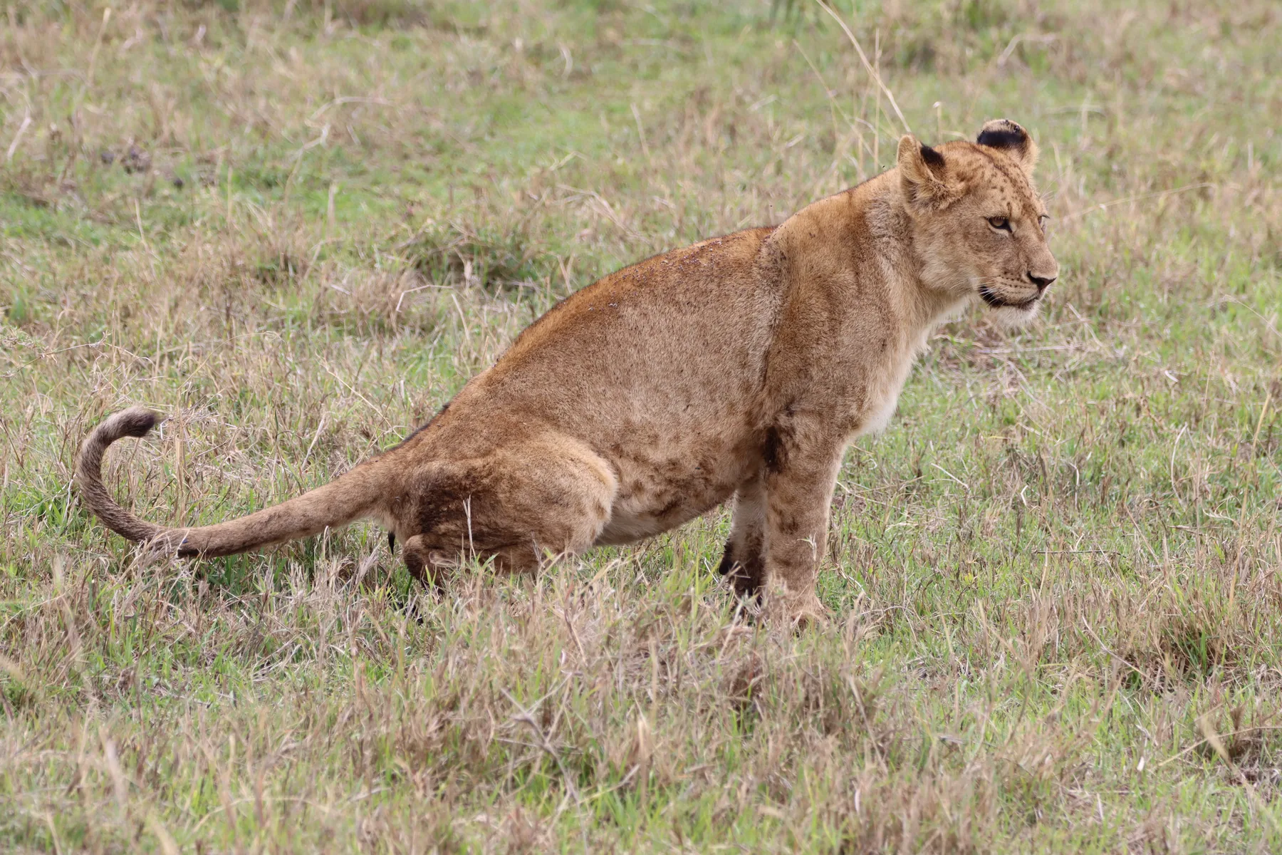 Lion cub in the Ngorongoro conservation area
