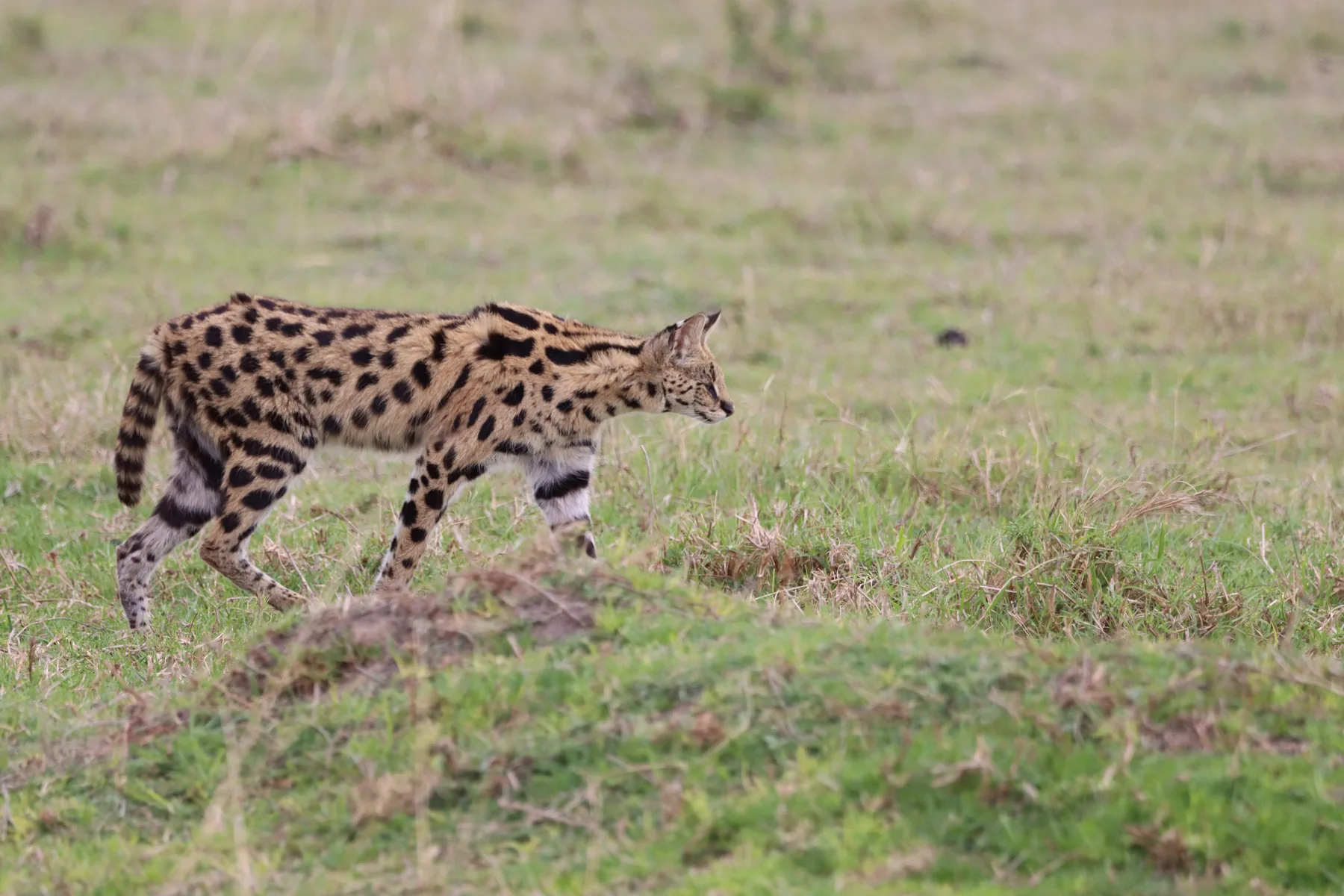 Serval in the highland grasslands of Northern Tanzania