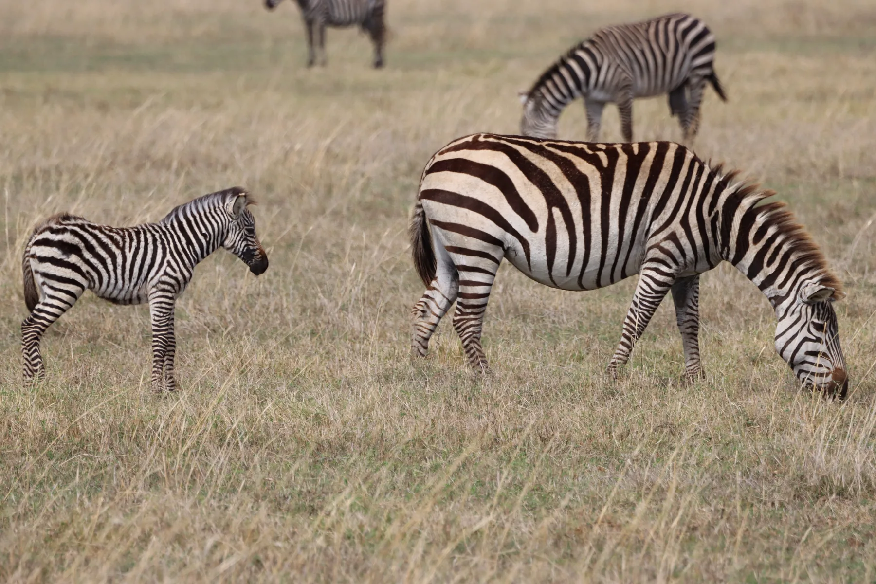 Zebra family in the Ngorongoro landscape