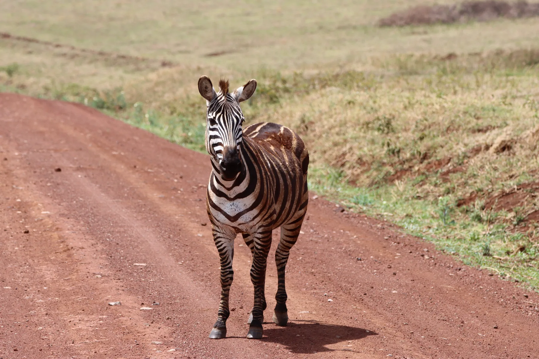 Zebra on a red-earth road near Ngorongoro