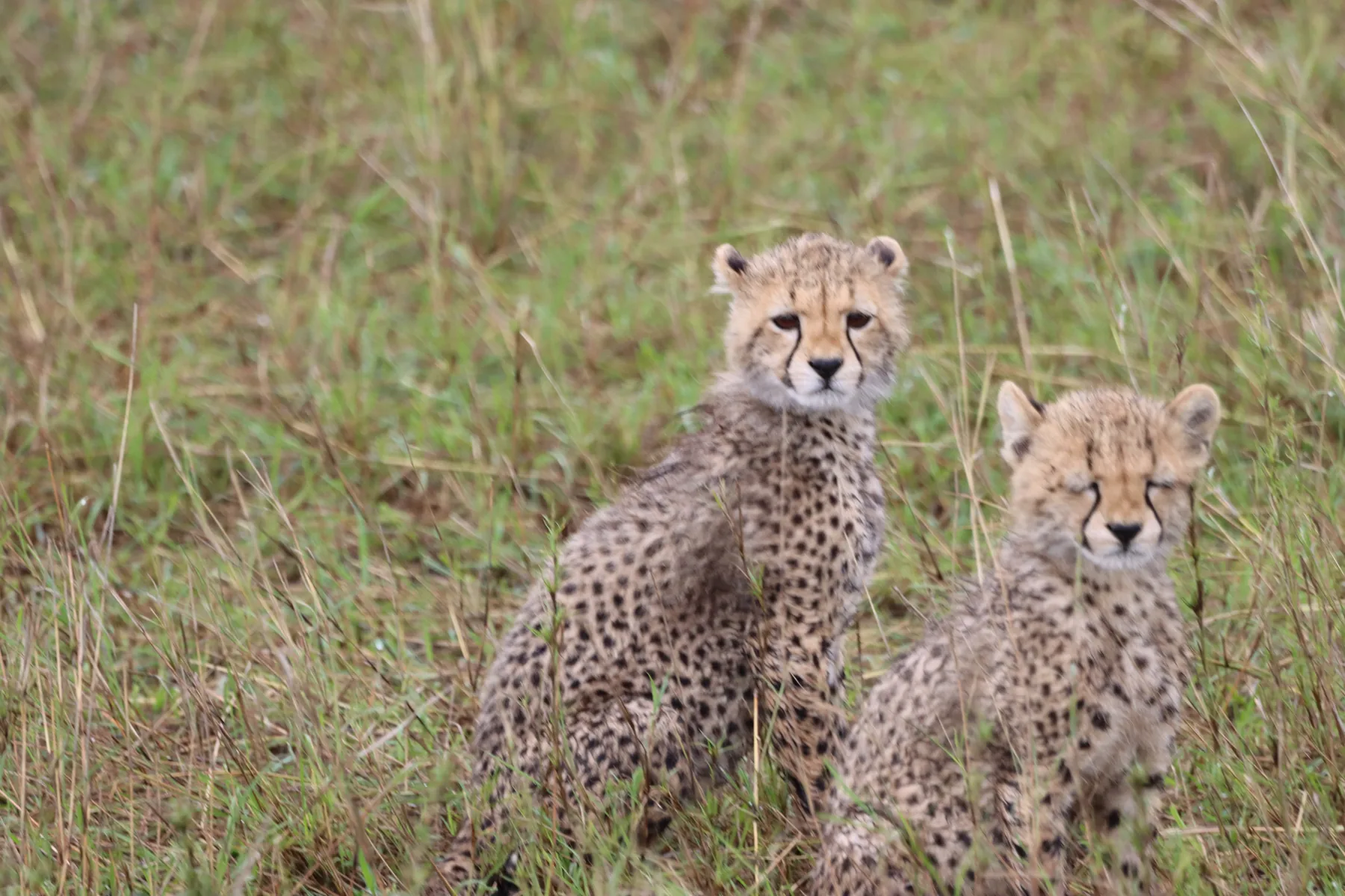 Young cheetahs together in the Serengeti grassland