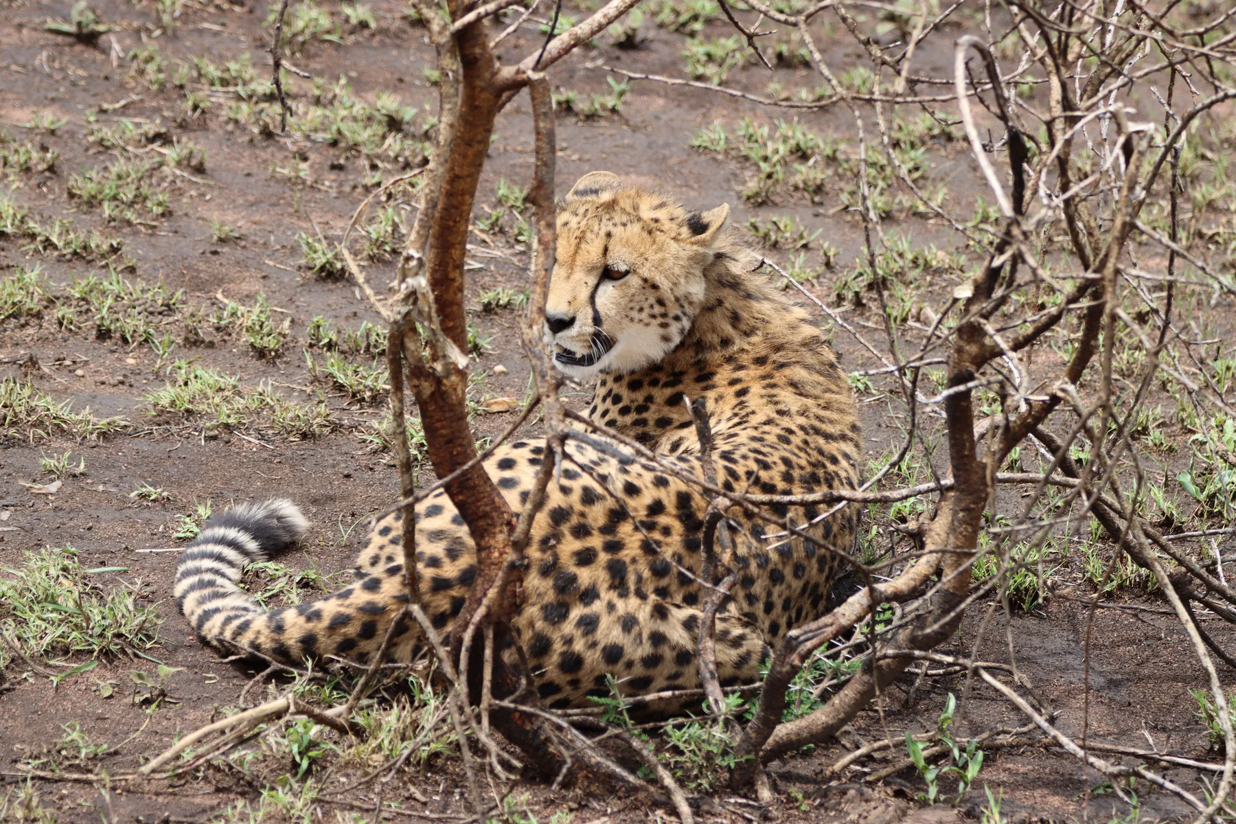 Cheetah resting in the Serengeti savannah