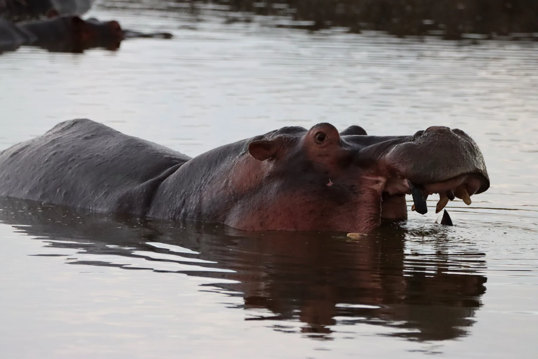 Hippos gathered in a Serengeti pool