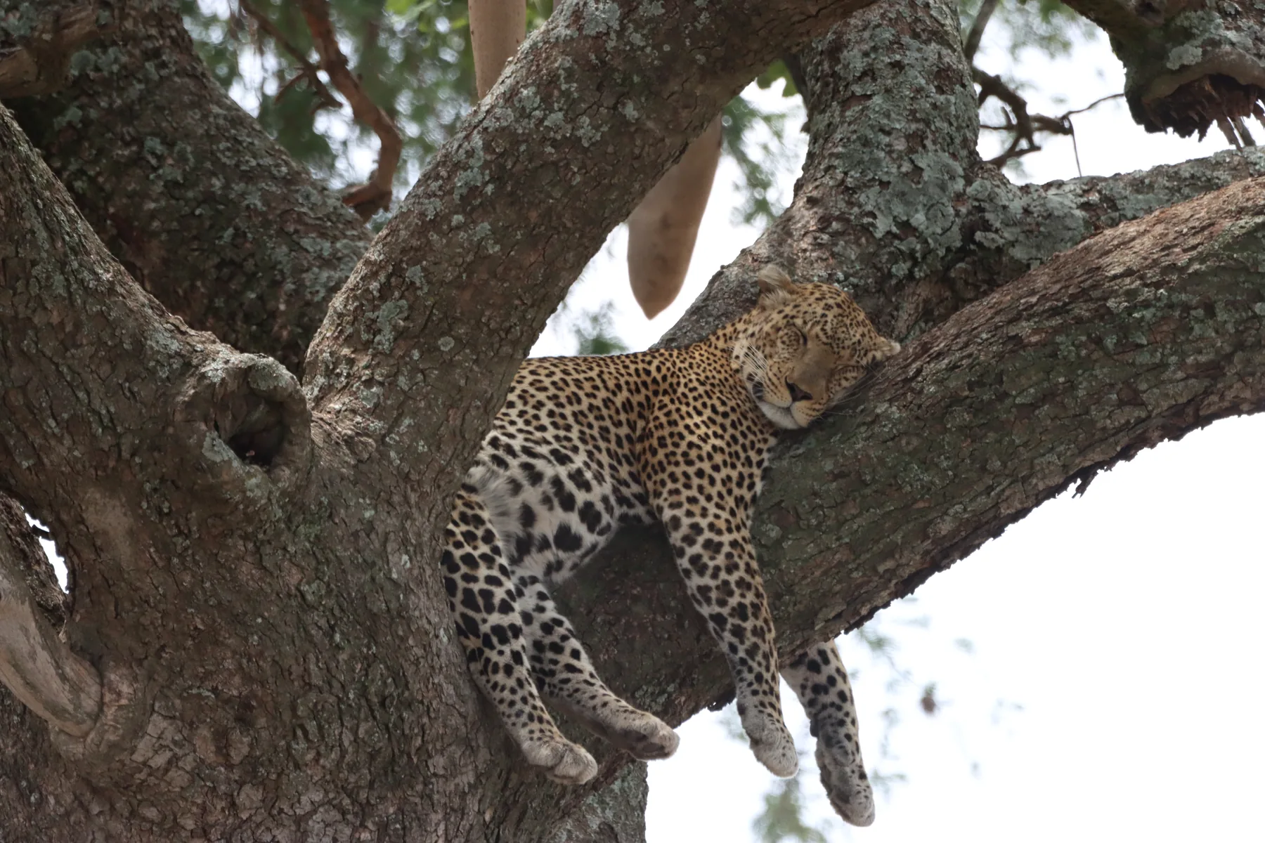 Leopard resting in a Serengeti tree
