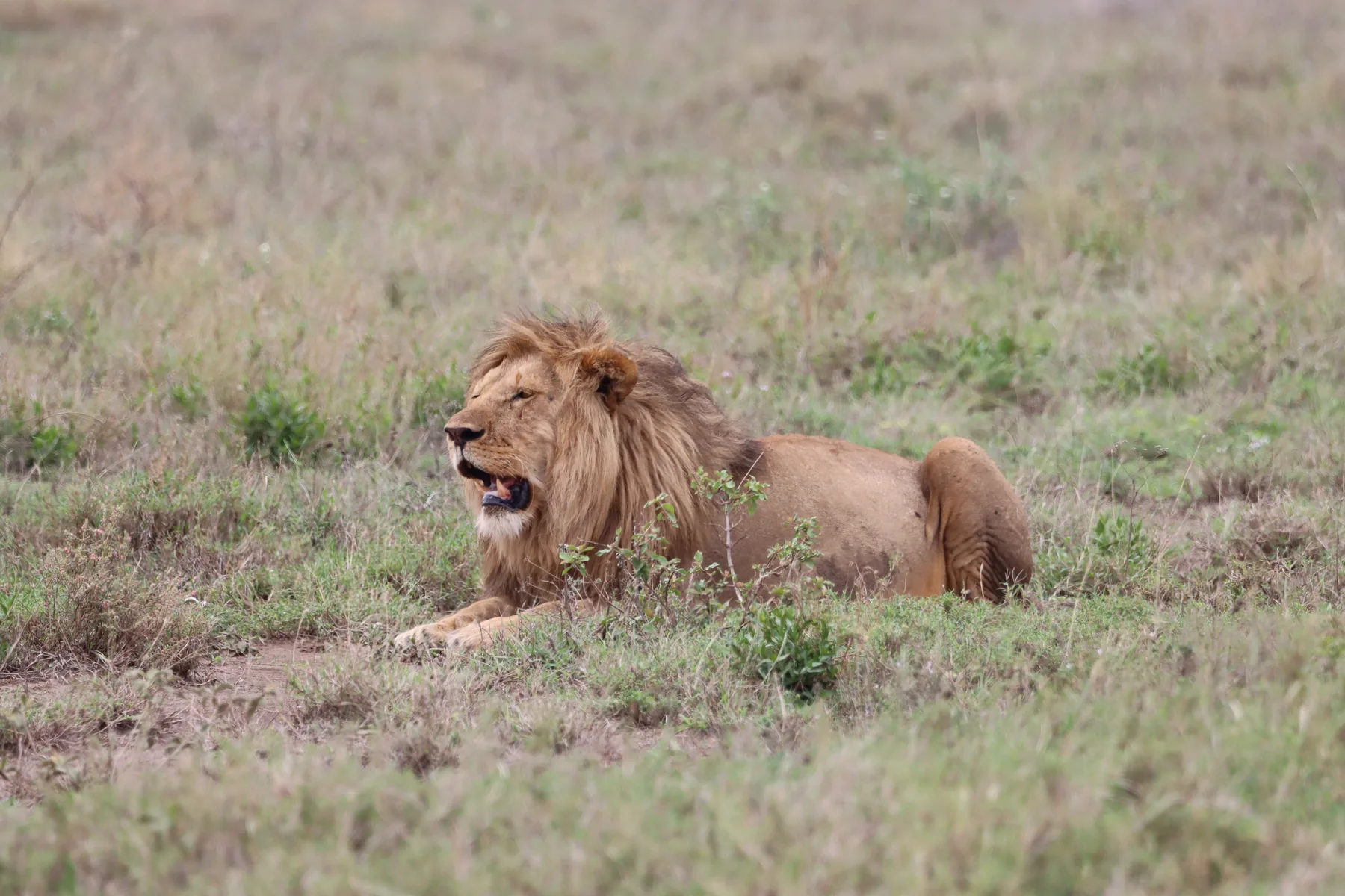 Male lion on the Serengeti plains