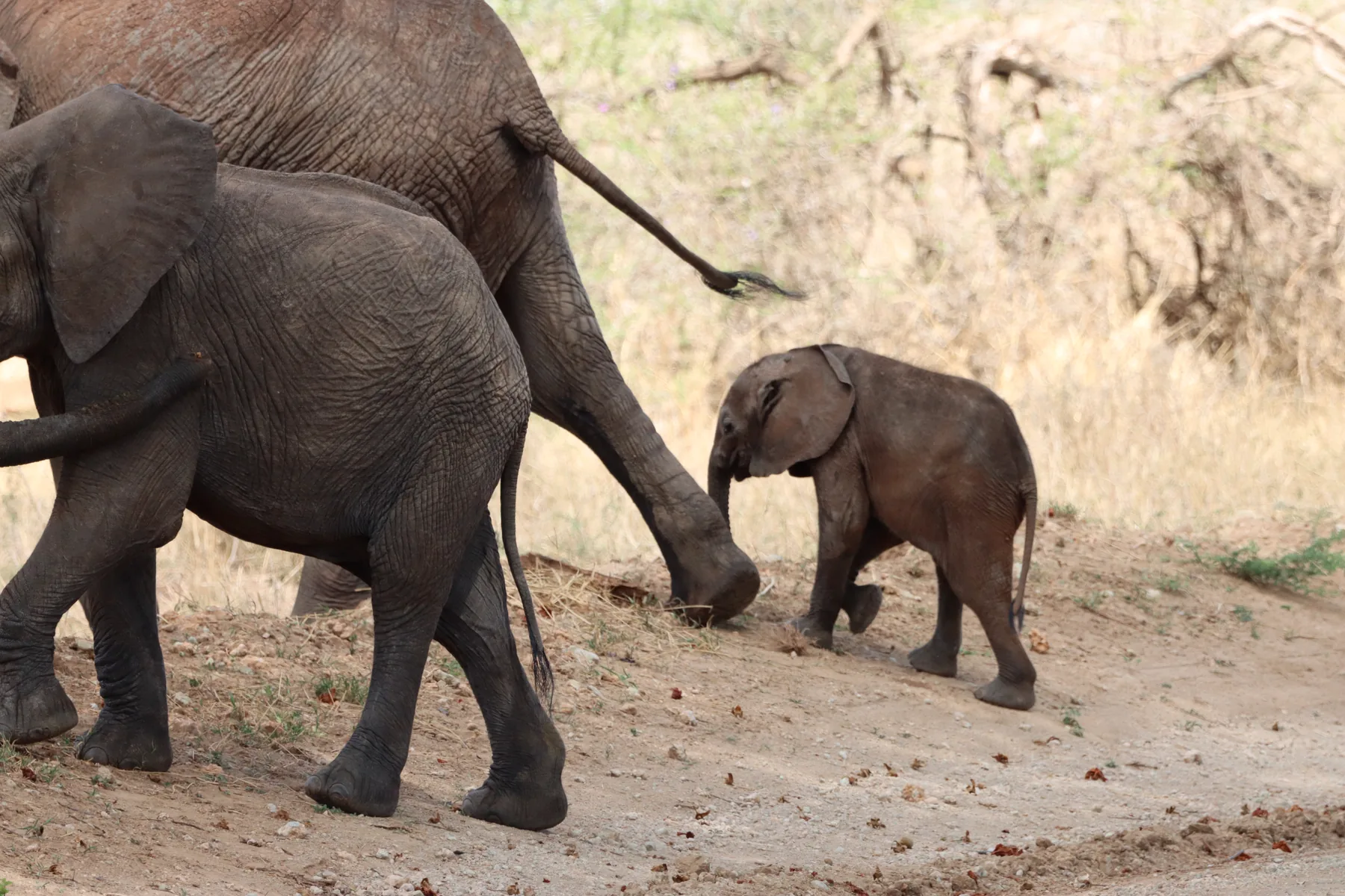 Elephant family with a calf in Tarangire