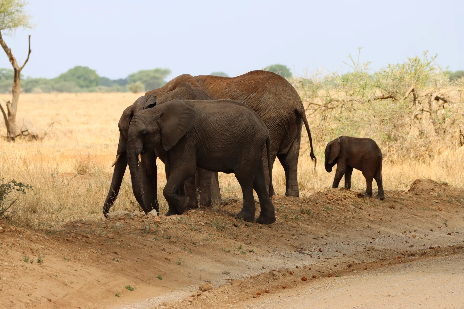 Elephant herd during a Tarangire safari