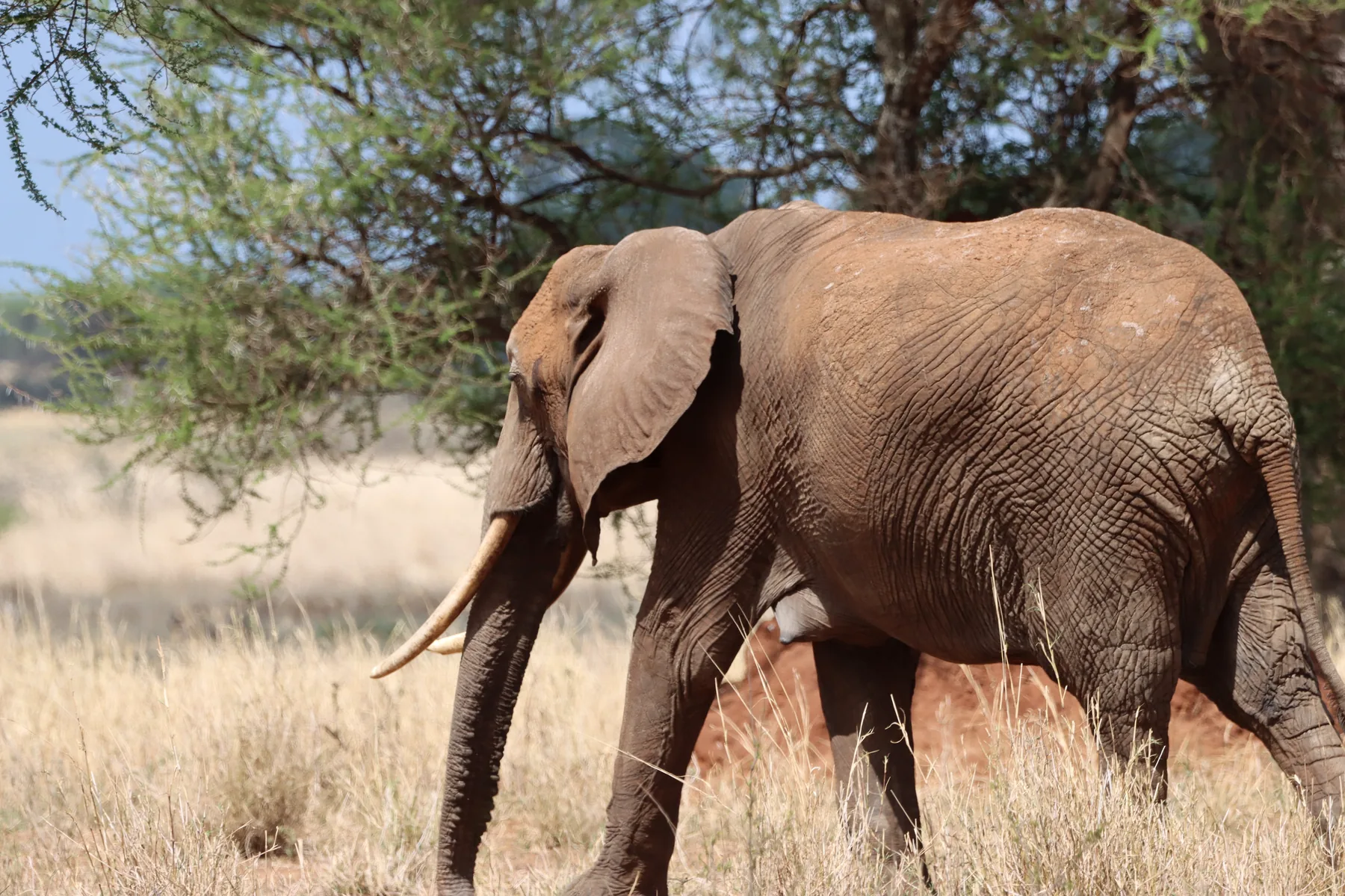 Close portrait of a Tarangire elephant