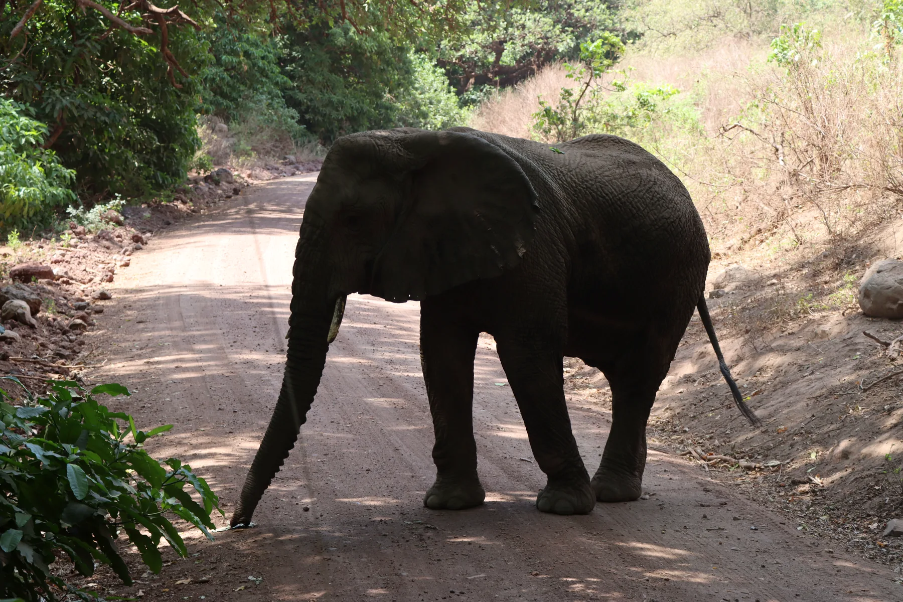 Elephant beside a safari track in Tarangire