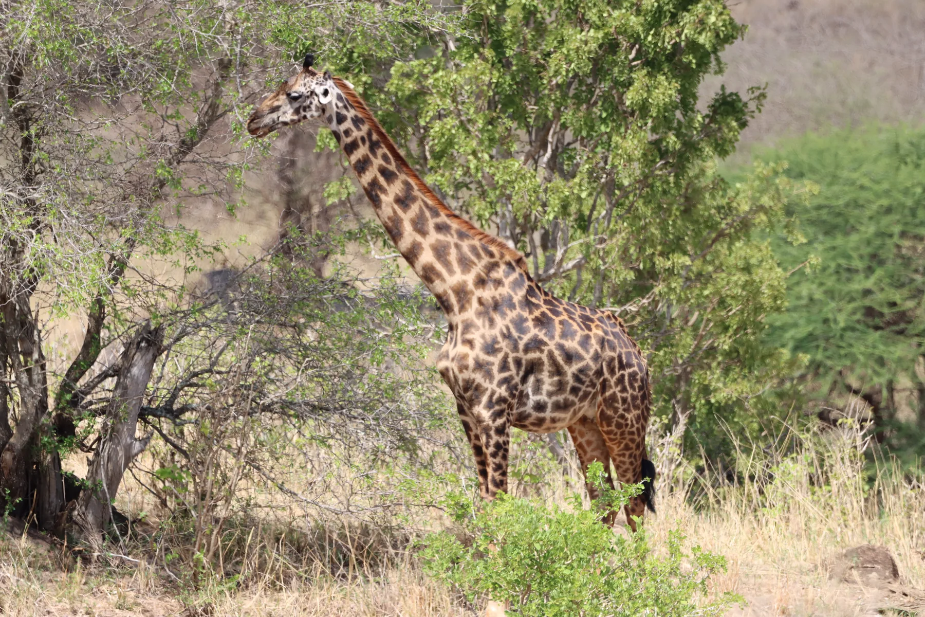 Giraffe in the acacia woodland of Tarangire