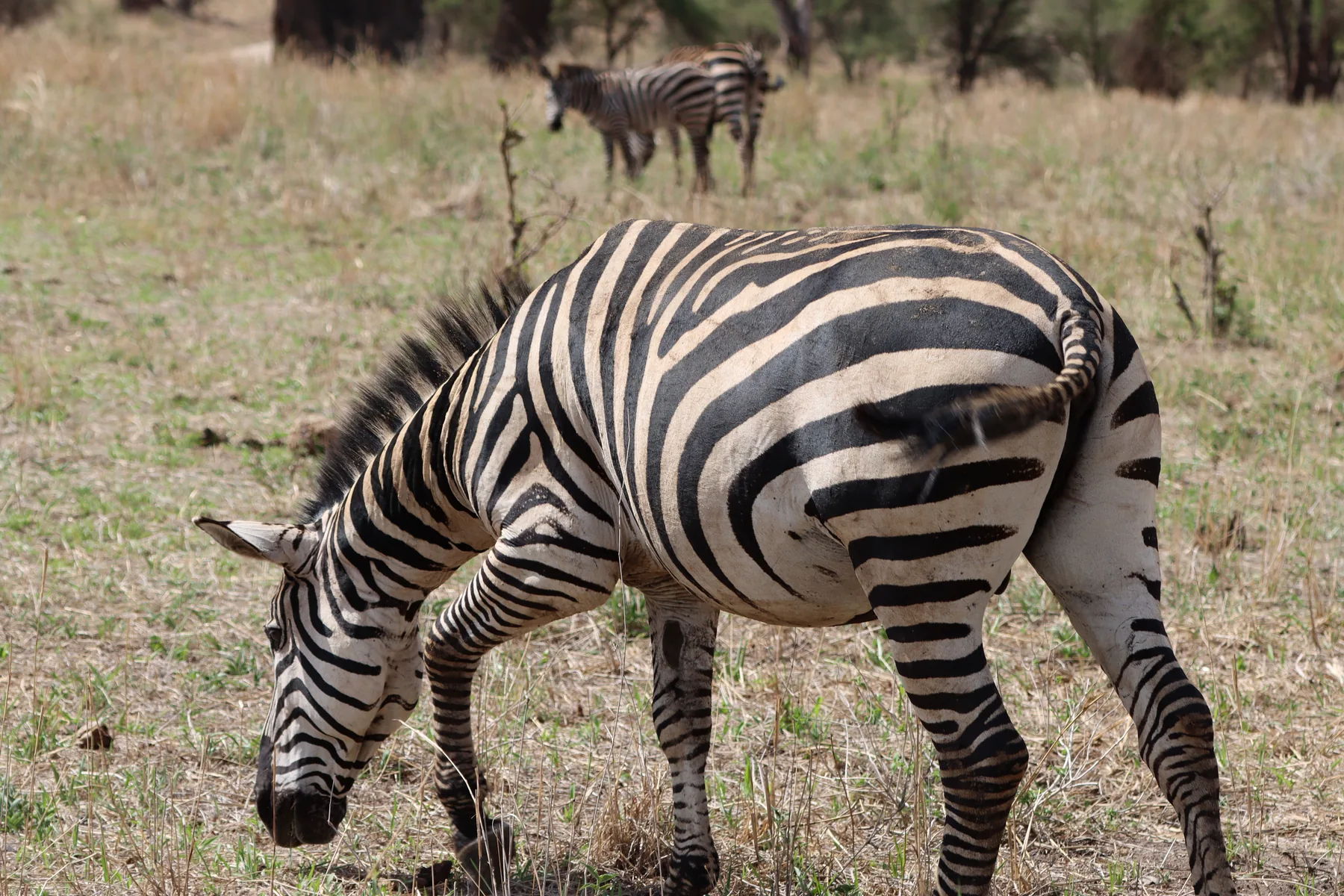 Zebra close-up during a Tarangire day safari