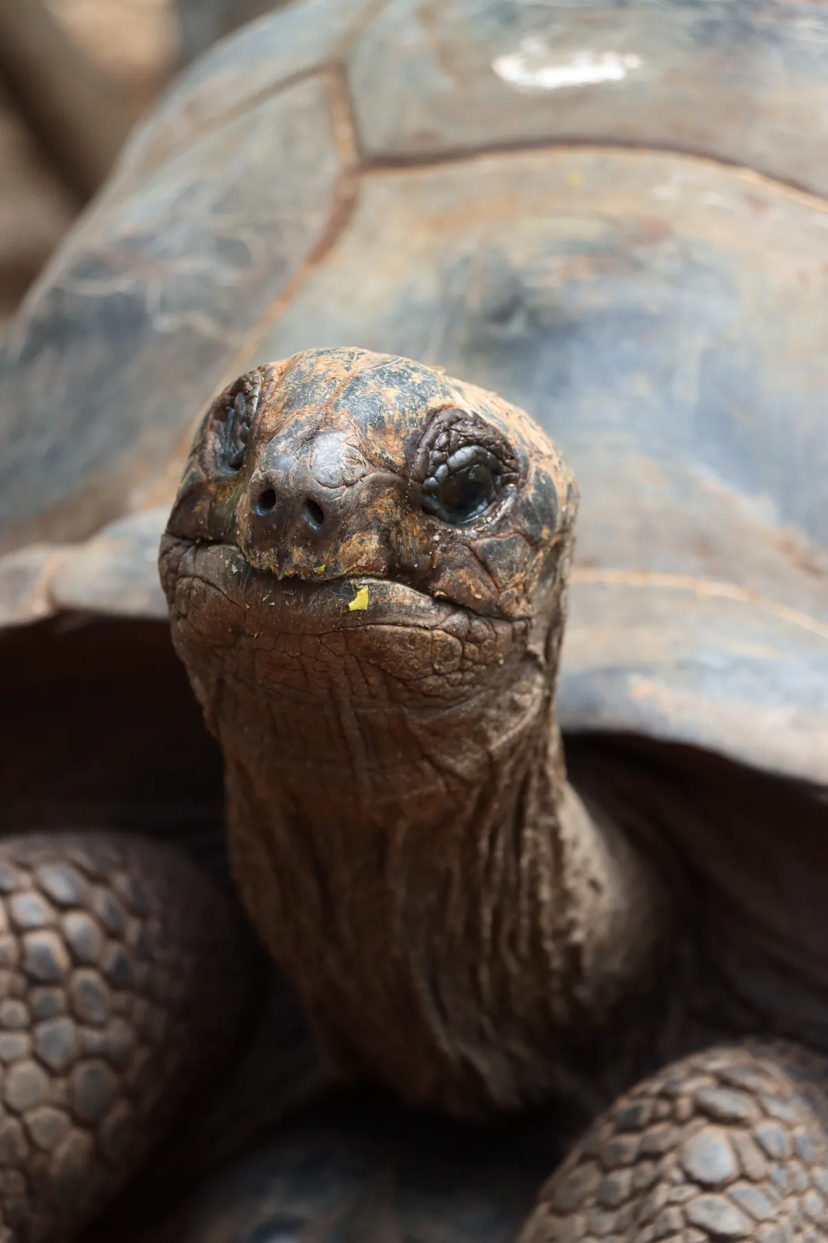 Giant tortoise during an island excursion on Zanzibar